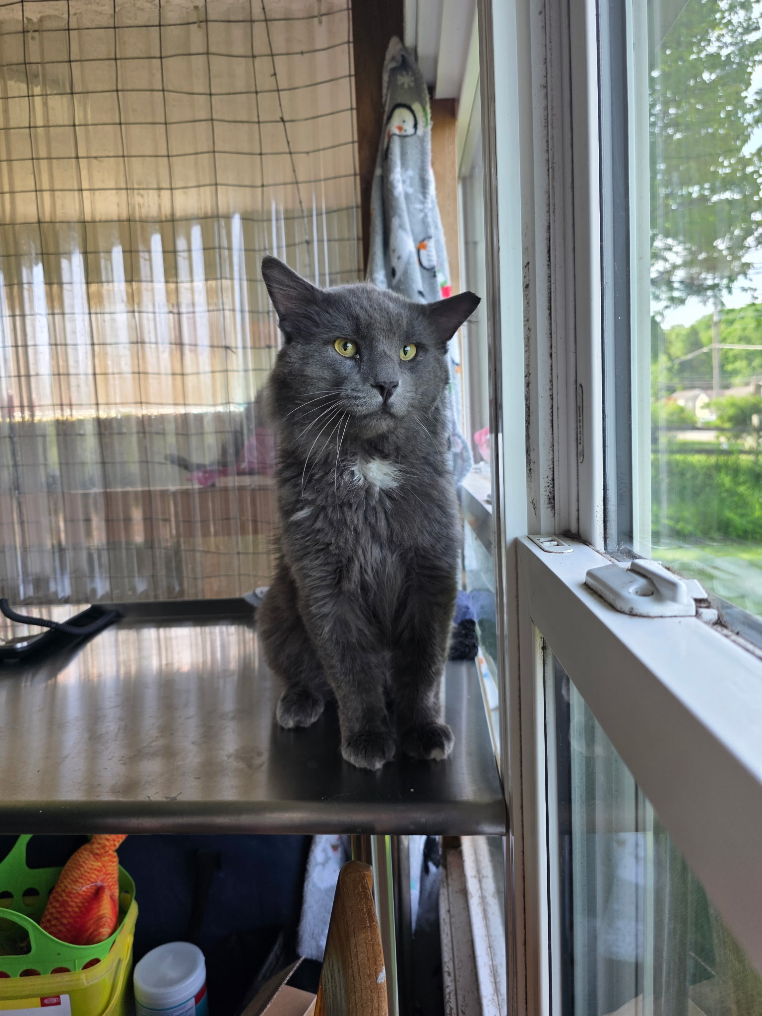 Gray Cat 