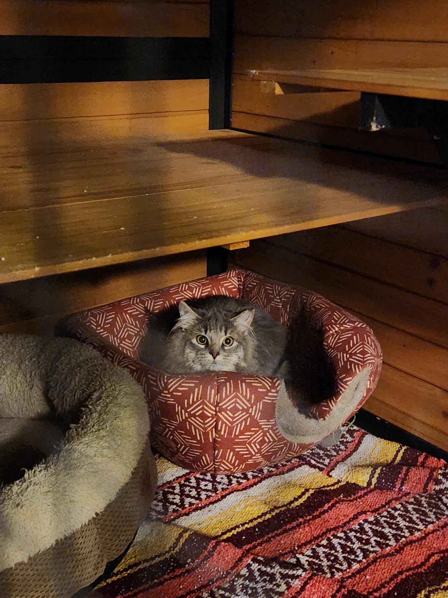 Picture of gray cat 