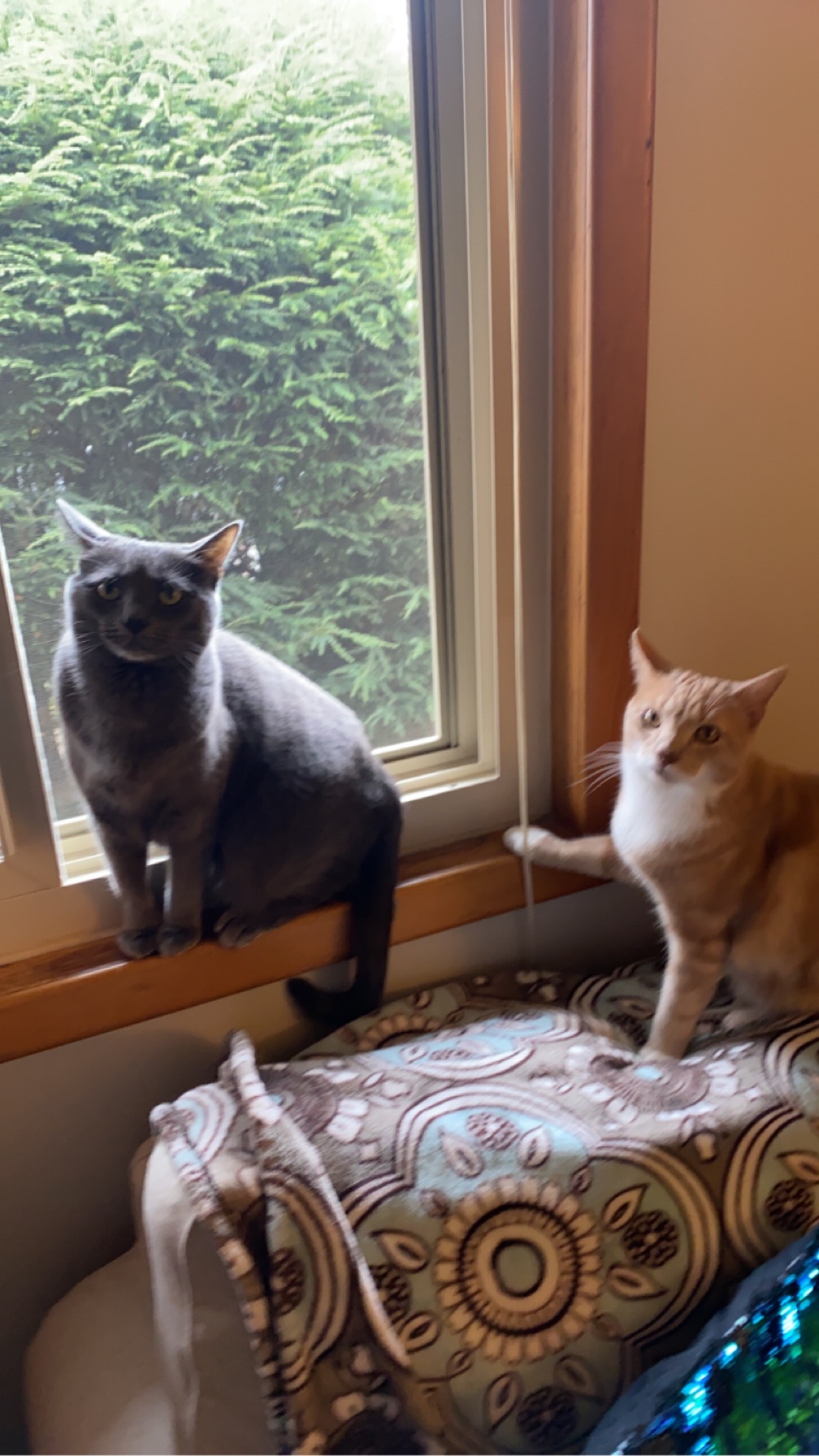 Two cats 