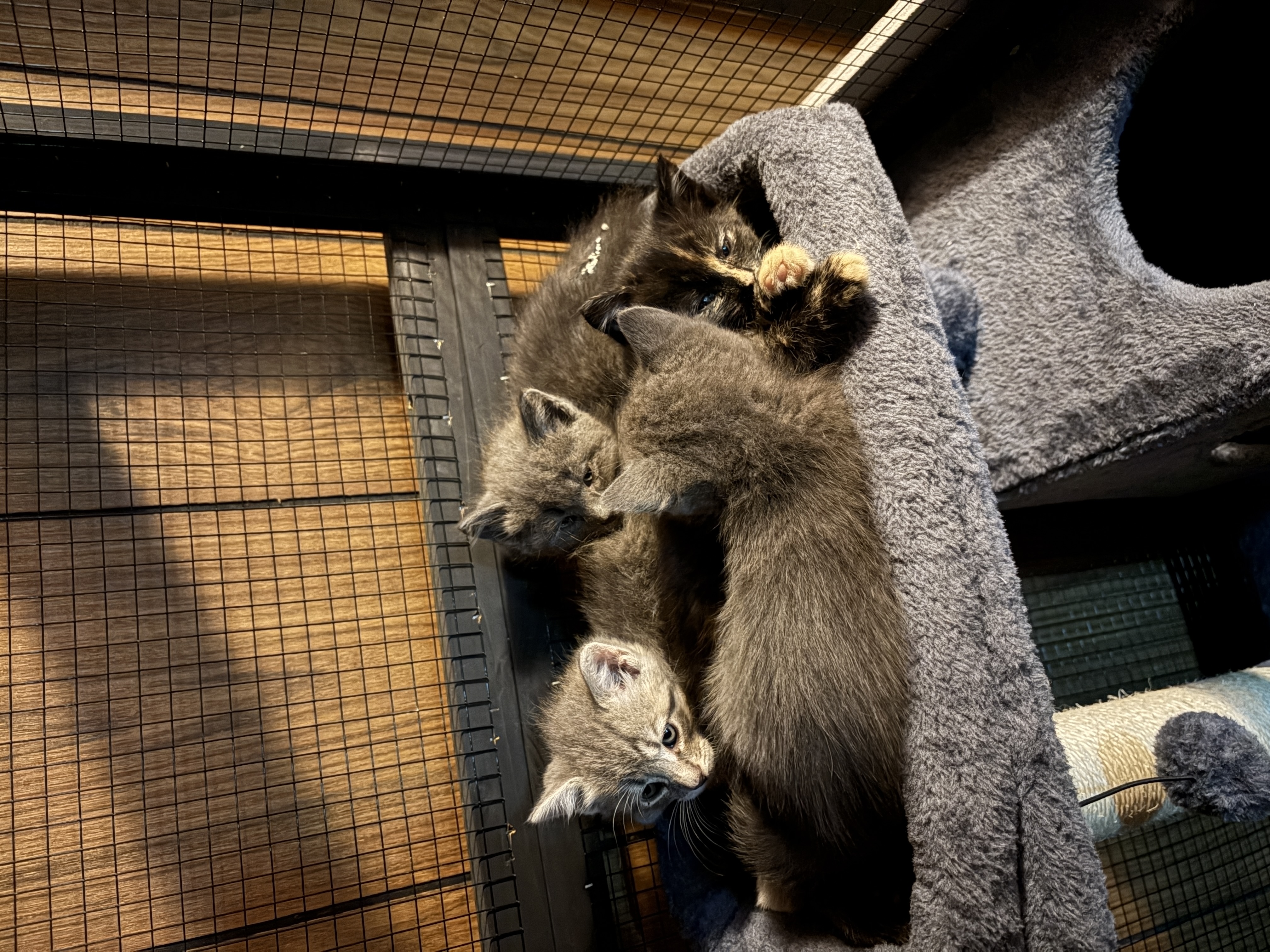Pile of kittens 